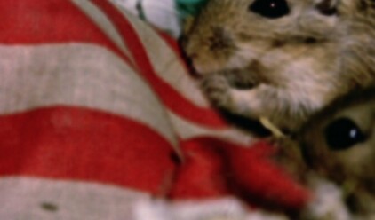 Rat life and diet NA TN